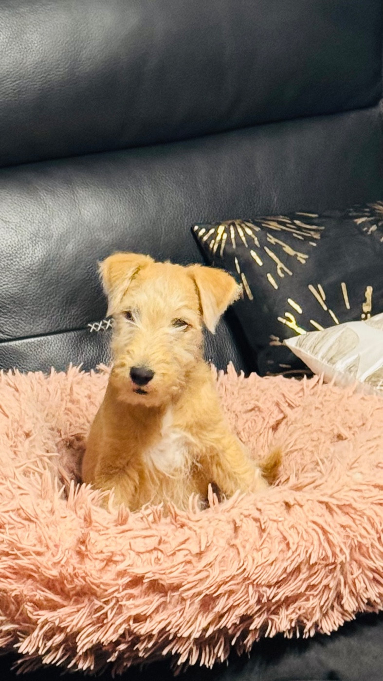 Cheston - Chiots disponibles - Lakeland Terrier